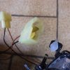 n°d78 kit antibrouillard mitsubishi carisma ref mz311755 neuf DPA86