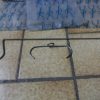 n°gd673 lot fixation silenbloc renault 12 26224 27054 neuf DPA86